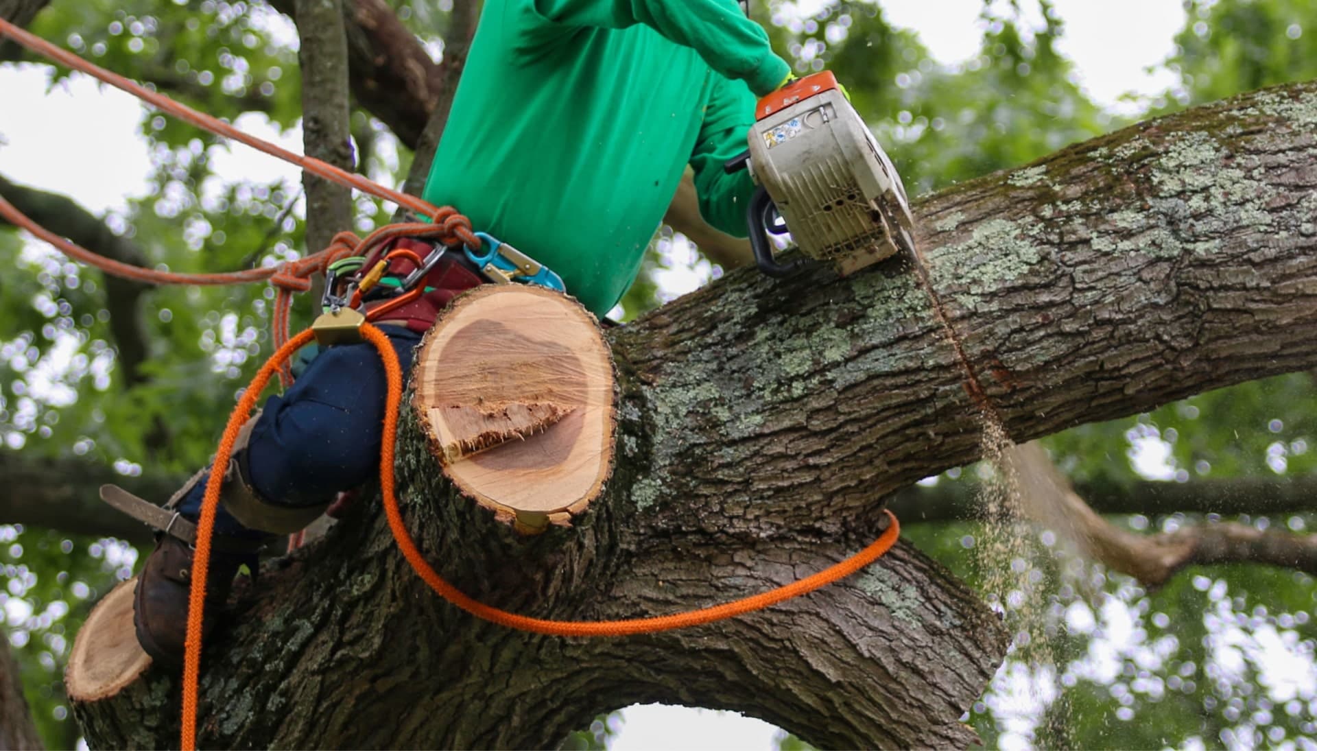 Relax with Portland best tree removal.
