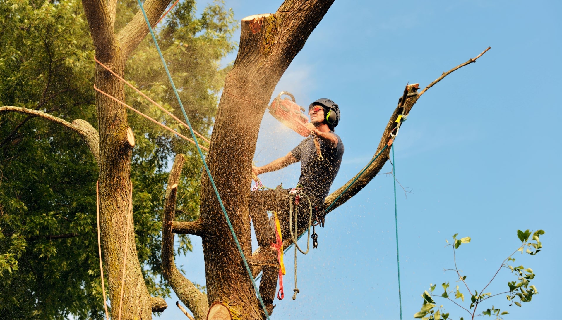 Portland tree removal experts solve tree issues.