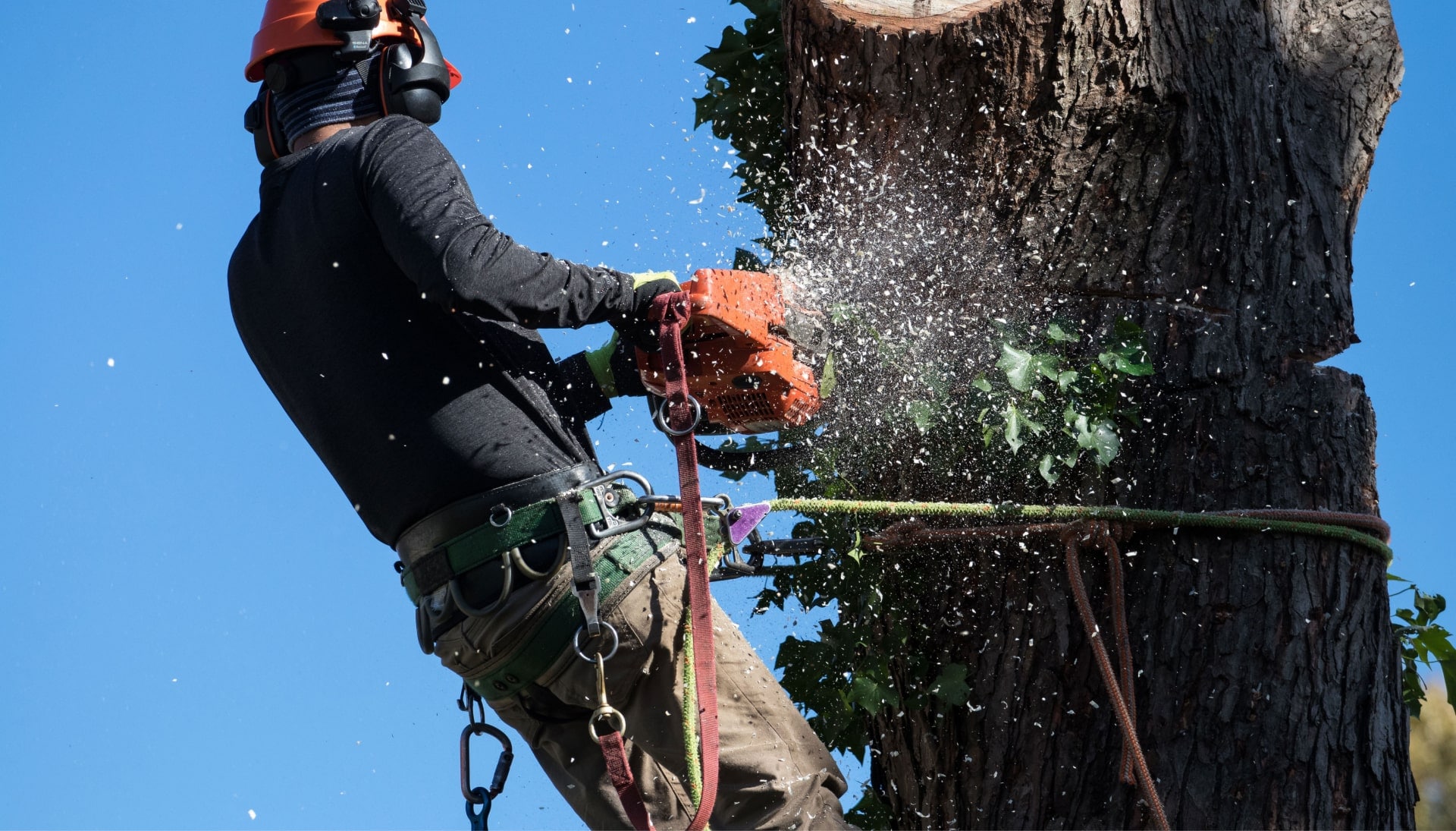 Professional Tree removal solutions in Portland