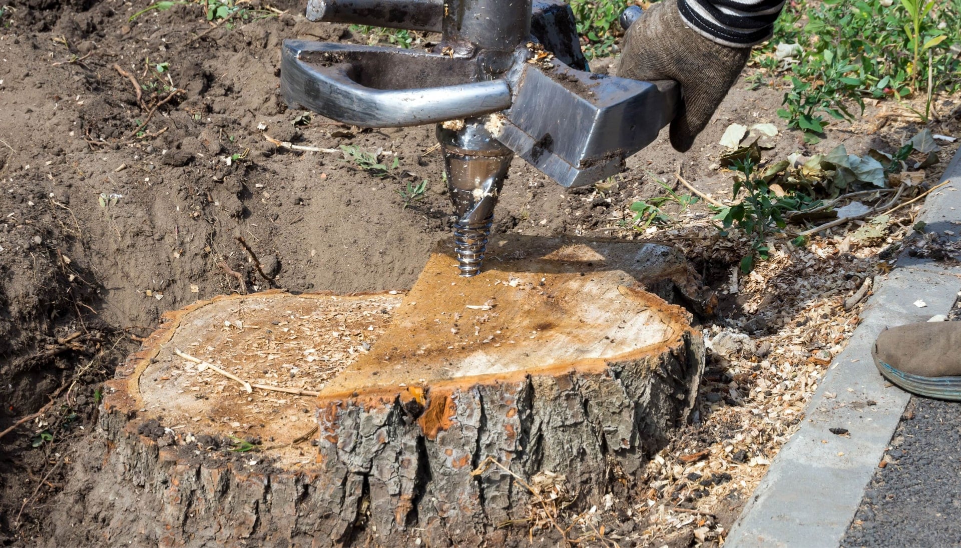 Portland Tree stump removal